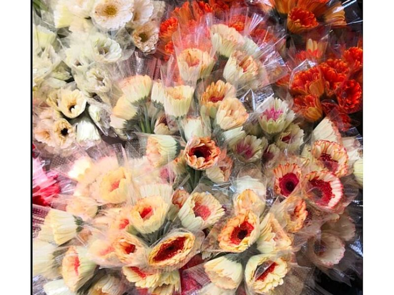Florero Pulchritudo Guatemala