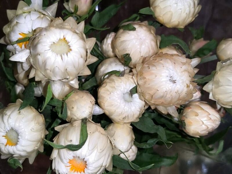Florero Serenus Guatemala