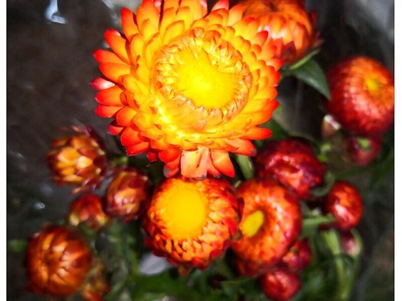 Florero Valentus Guatemala