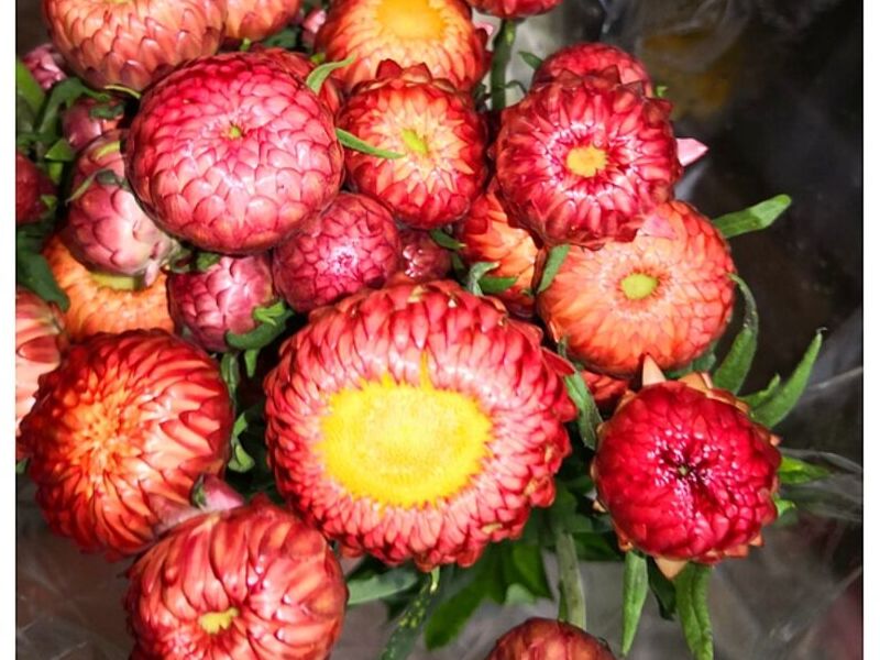 Florero Oculus Guatemala