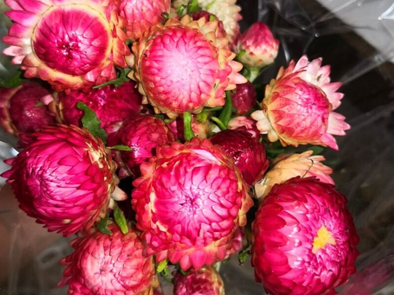 Florero Fortuna Guatemala