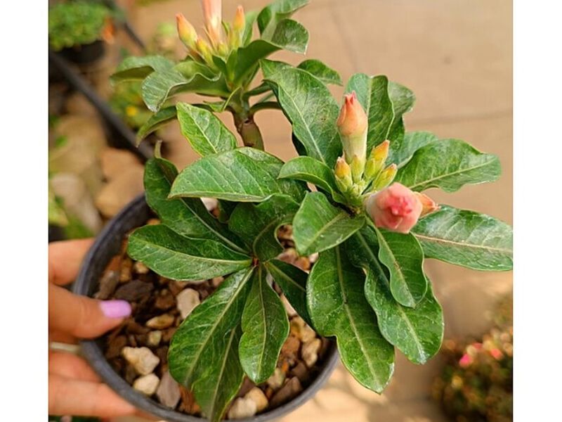 MACETA DE FLORES GUATEMALA