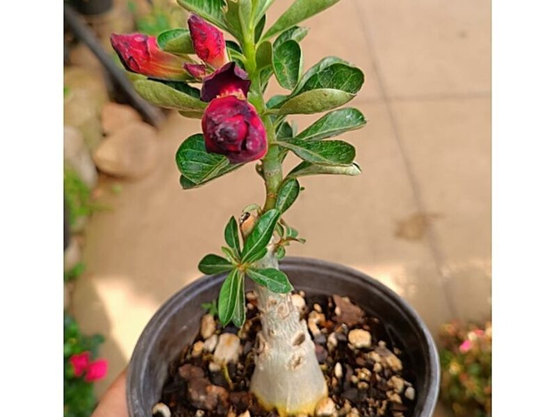 MACETA DE FLOR GRANDE GUATEMALA