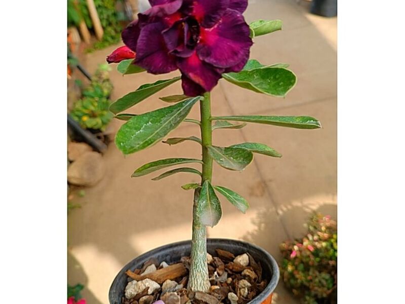 MACETA DE JARDIN GUATEMALA