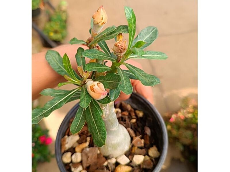 MACETA ALTA DE JARDIN GUATEMALA