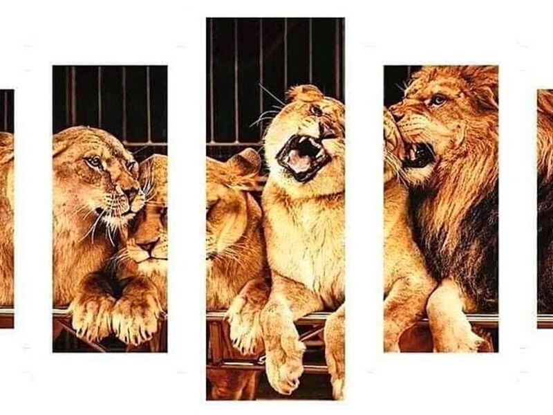 Cuadro Decorativo Leones Guatemala