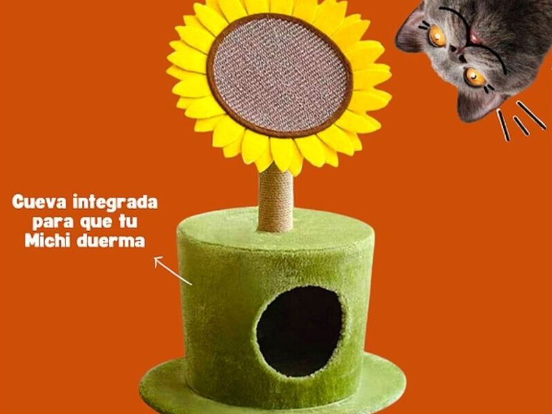CASA PEQUEÑOS GATOS GUATEMALA