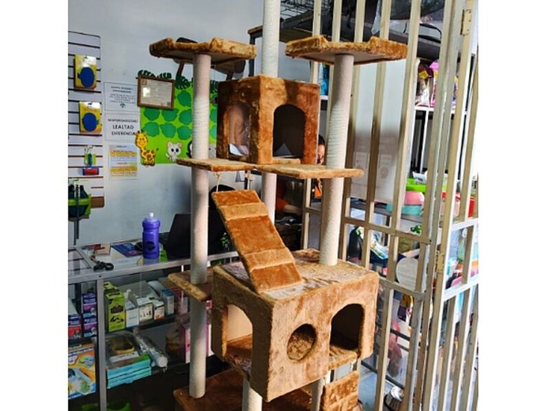 CASA ALTA GATOS GUATEMALA