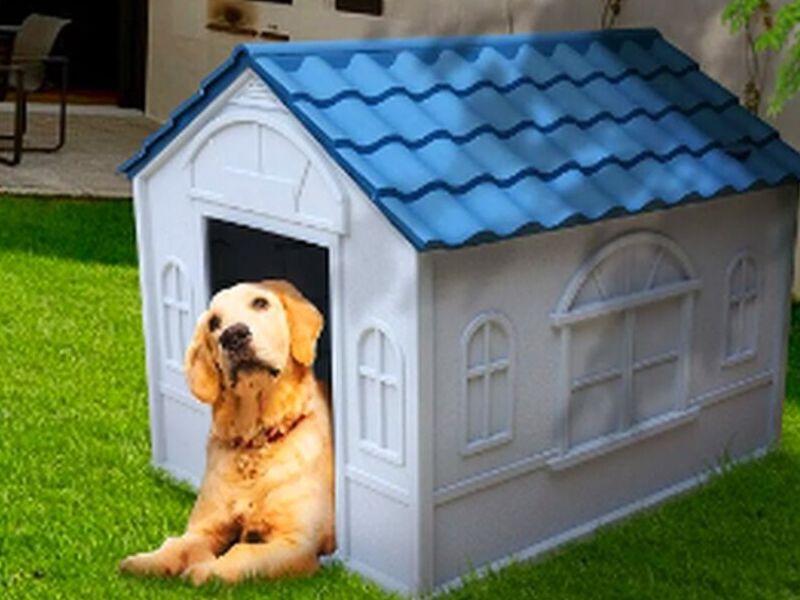 CASA PERROS PEQUEÑA GUATEMALA