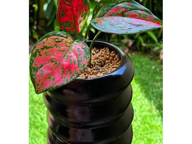 Macetero Negro Guatemala
