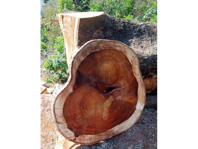 Troncos madera Guatemala