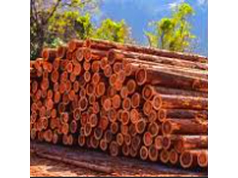 Madera cedro Guatemala