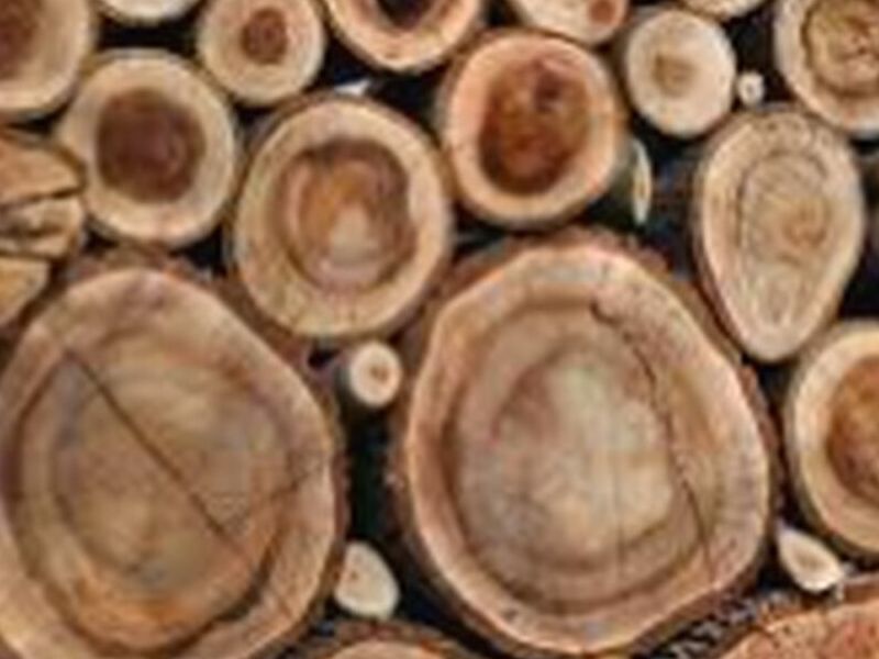 Madera nogal Guatemala