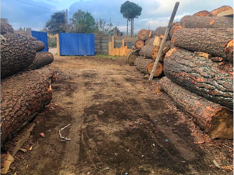 Tronco pino Guatemala