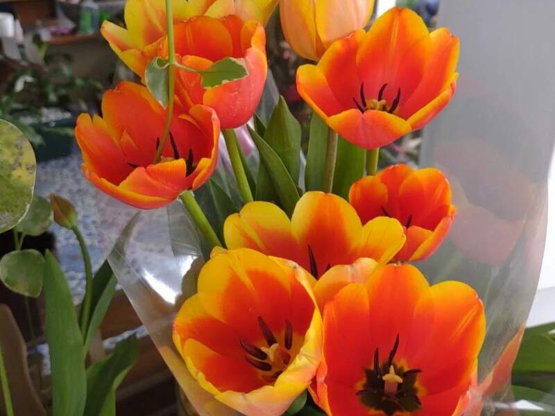 Flor Tulipa SSP Naranja Tejar