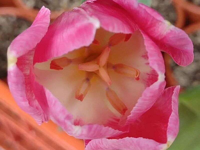 Flor Tulipán Rosa Tejar