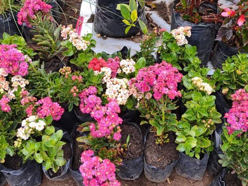 Flor Ornamental Rosa Tejar
