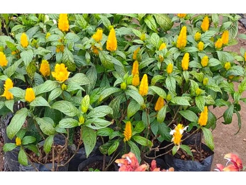 Flor Ornamental Amarilla Tejar