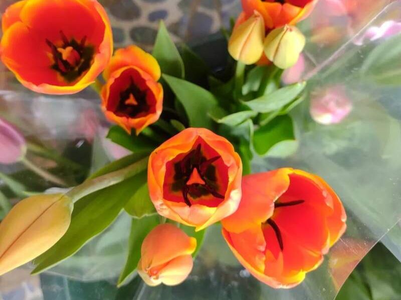 Tulipán Ornamental Naranja Tejar