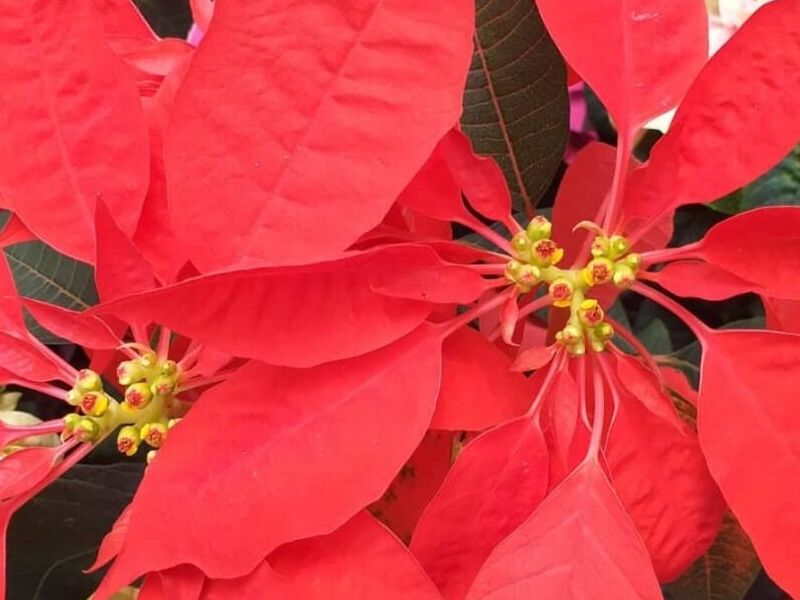 Flor Ornamental Pascua Roja Tejar
