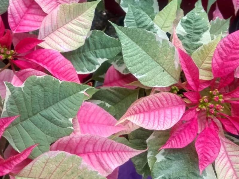 Flor Ornamental Poinsettia Tejar