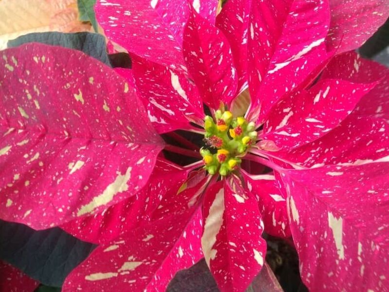 Flor Ornamental Pascua Jaspeada Tejar