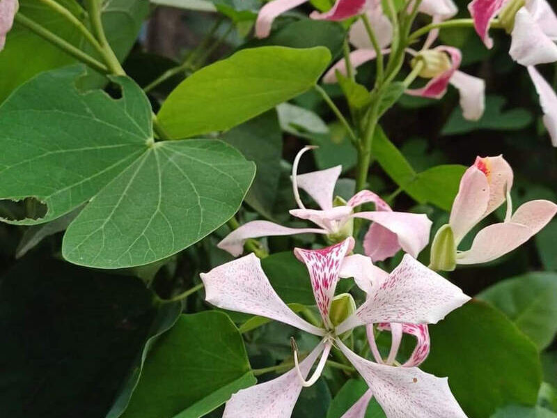 Flor Pata Vaca Blanca Escuitla