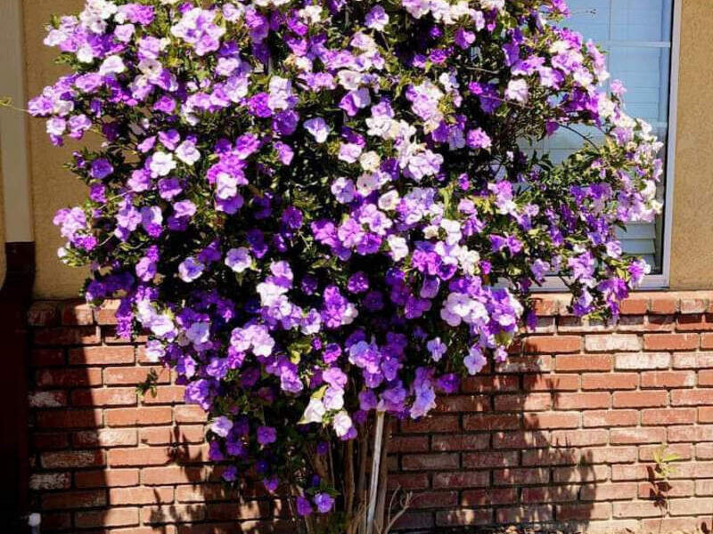 Planta Ornamental Brunsfelsia Escuintla