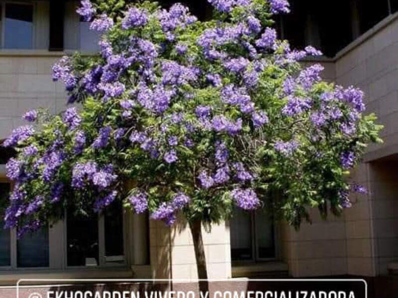 Planta Ornamental Jacarandá Escuintla