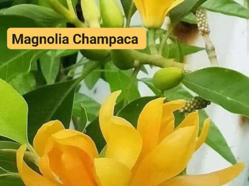 Flor Ornamental Magnolia Champaca Escuintla