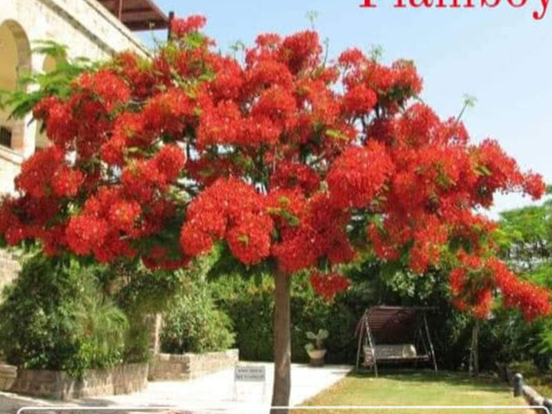 Planta Ornamental Flamboyan Escuintla