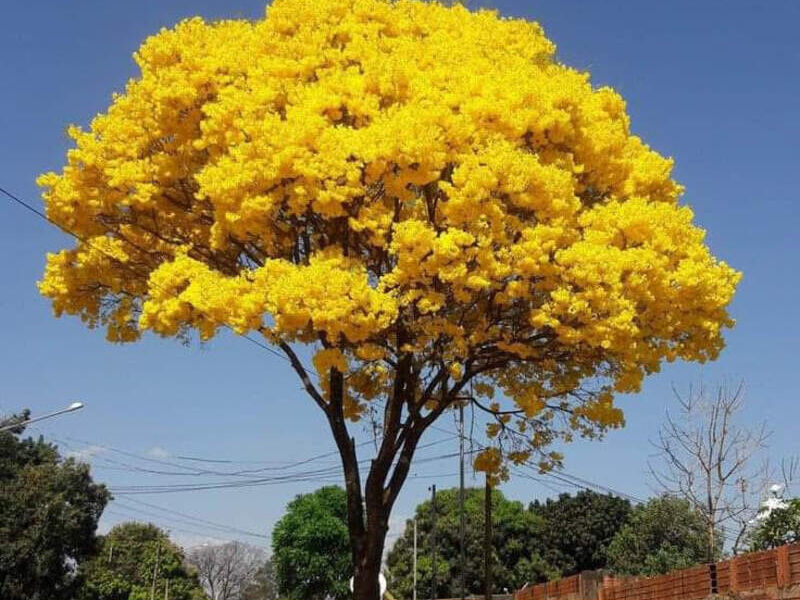 Planta Ornamental Árbol Cortez Escuintla