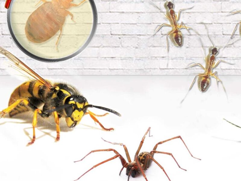 Identificación de Plagas Guatemala