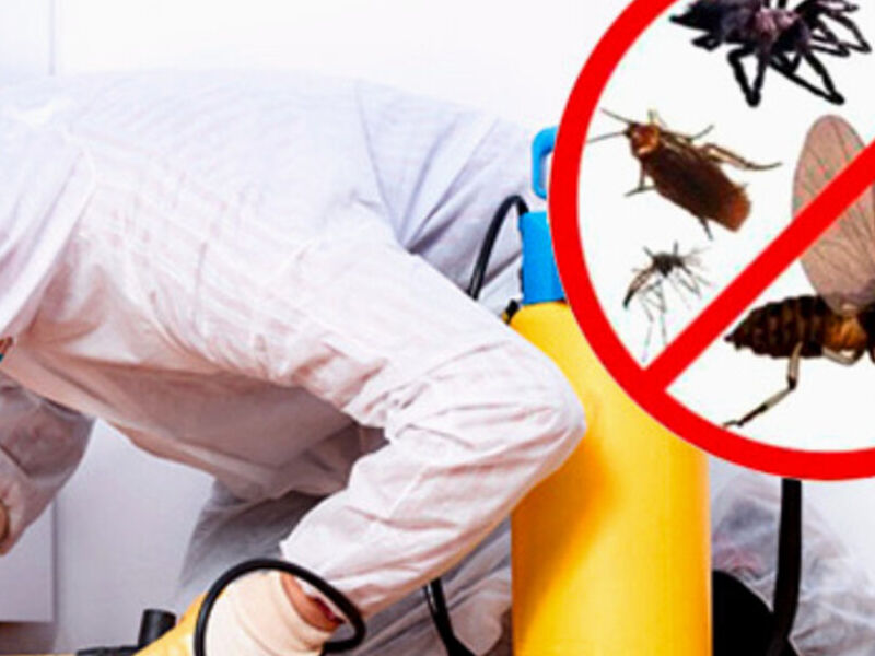 Medidas Preventivas para Plagas Guatemala