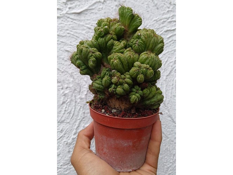 Planta Cereus Guatemala