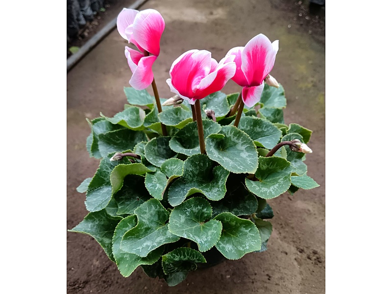 Planta Cyclamen Guatemala