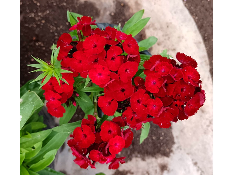 Plantas Dyanthus Guatemala
