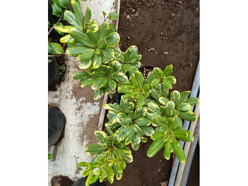 Planta Pittosporum Guatemala