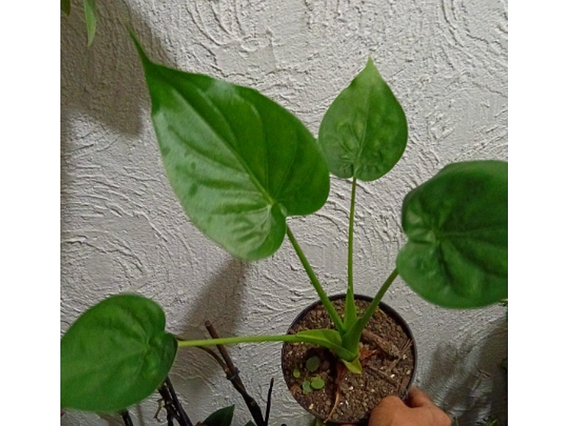 Planta Alocasia Guatemala