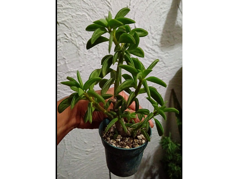 Planta Crassula Guatemala