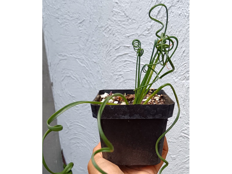 Planta Albuca Guatemala