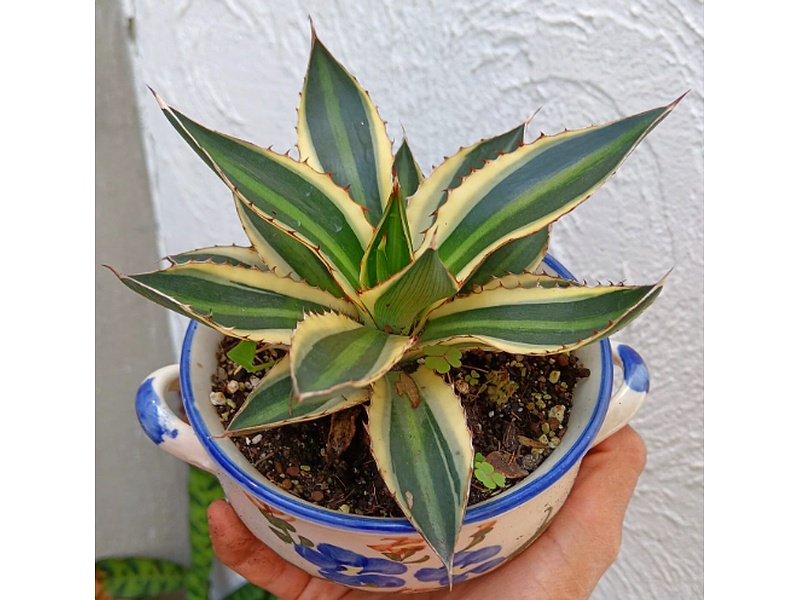Planta Agave Guatemala