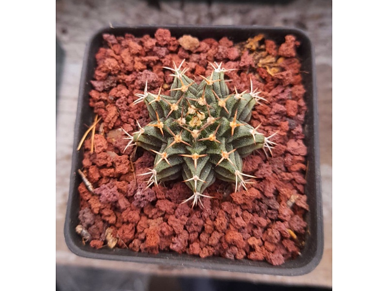 Planta Gymnocaly Guatemala
