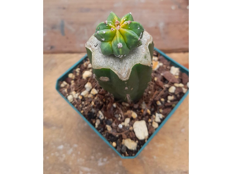 Planta Astrophytum Guatemala