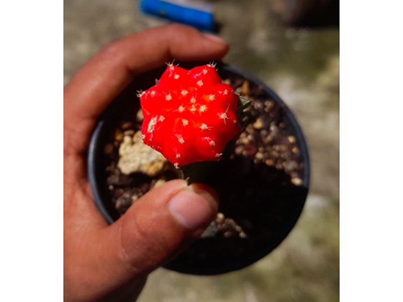 Planta Gymnocalycium Guatemala