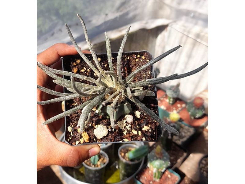 Planta Medusea Guatemala