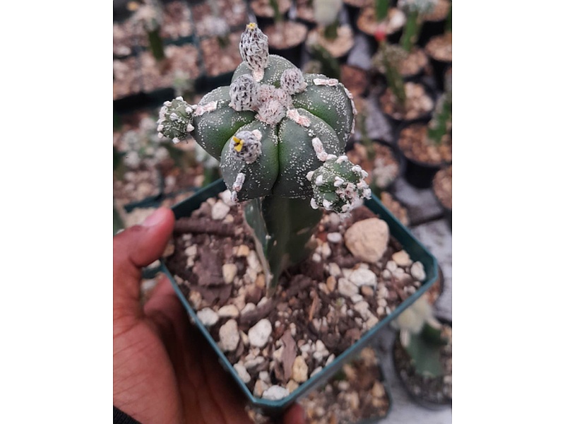 Planta Asterias Guatemala