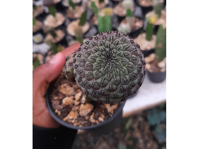 Planta Sulcorebutia Guatemala
