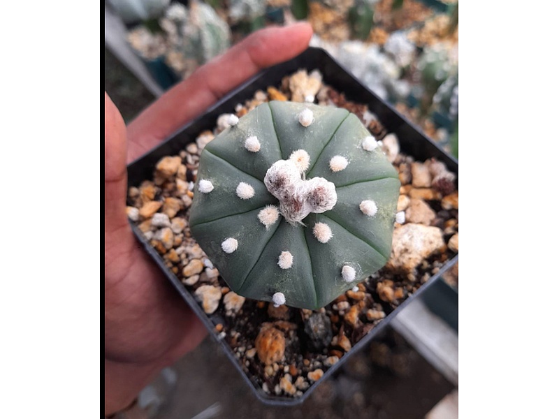 Planta Frailea Guatemala