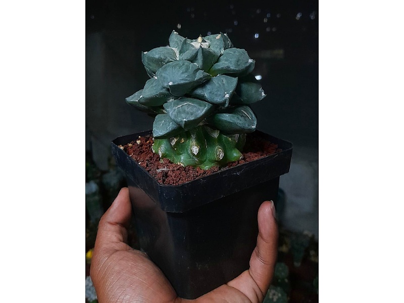 Planta Ariocarpus Guatemala